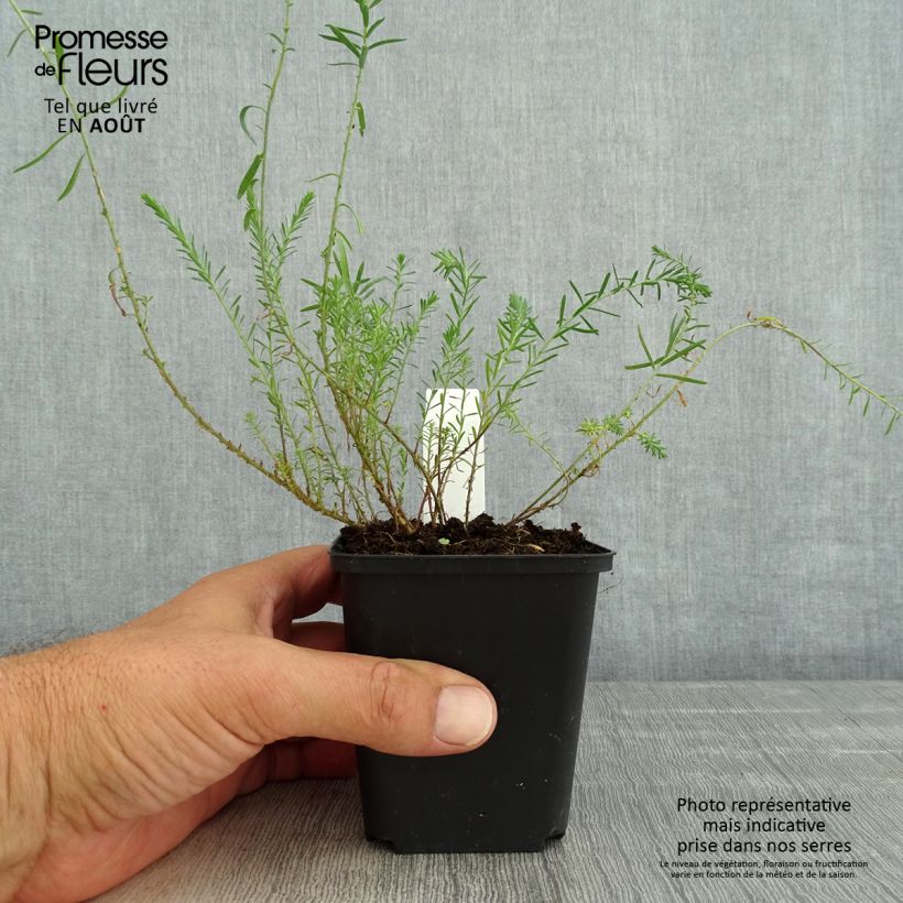 Amostra de Limonium gmelinii Dazzle Rocks Vaso de 8/9 cm tal como entregue no verão