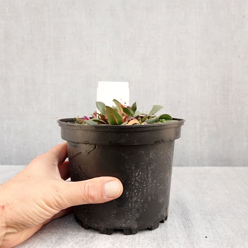 Amostra de Limonium gmelinii Dazzle Rocks Vaso de 2 L/3 L tal como entregue no outono