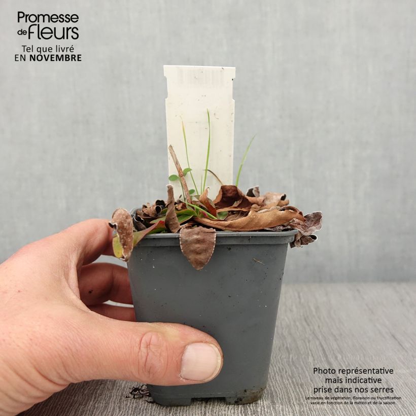 Amostra de Limonium gmelinii subsp. hungaricum Vaso de 8/9 cm tal como entregue no outono