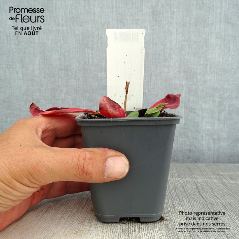 Amostra de Limonium gmelinii subsp. hungaricum Vaso de 8/9 cm tal como entregue no verão