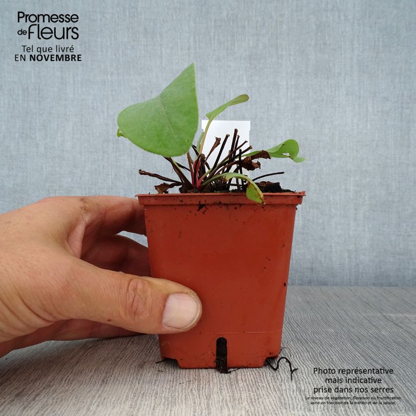Amostra de Limonium perezii Vaso de 8/9 cm tal como entregue no outono