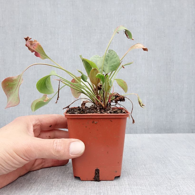 Amostra de Limonium perezii Vaso de 8/9 cm tal como entregue na primavera