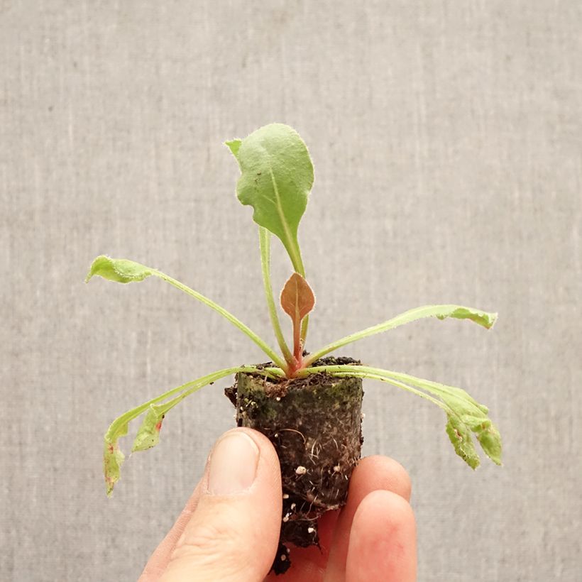 Amostra de Limonium perezii Mini-torrão Ø 3/4 cm tal como entregue na primavera