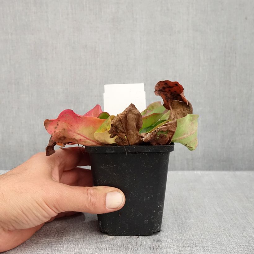 Amostra de Limonium platyphyllum Vaso de 8/9 cm tal como entregue no outono