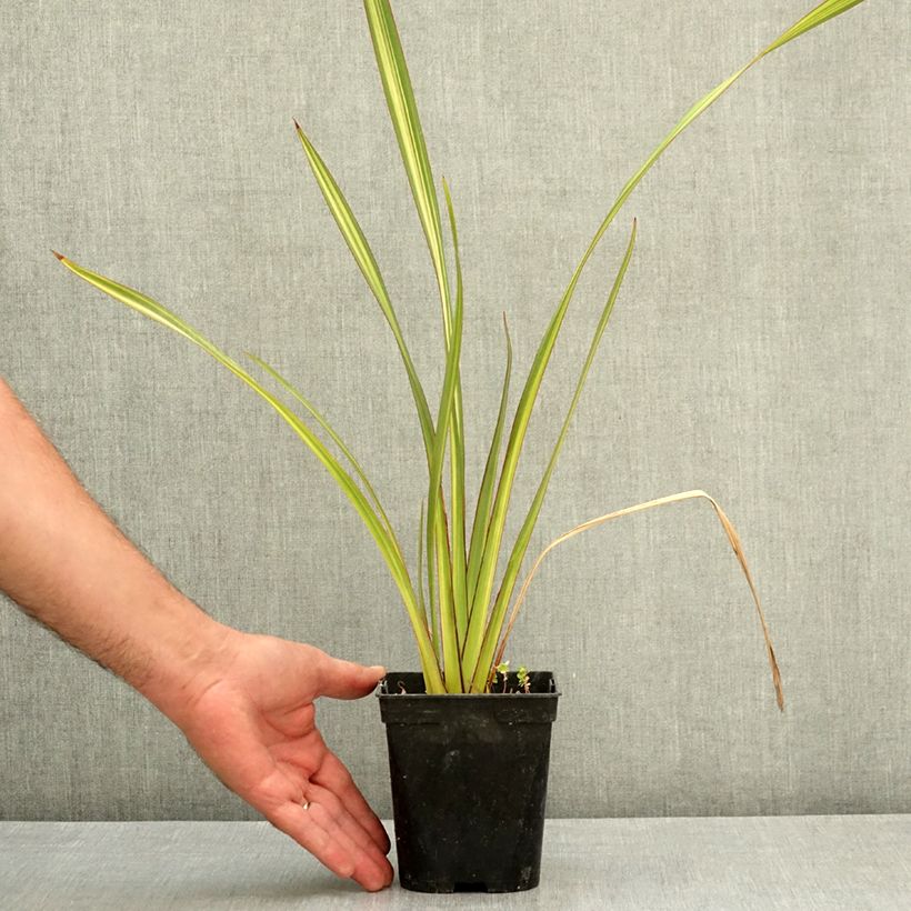 Amostra de Phormium tenax Apricot Queen Vaso de 1,5 L/2 L tal como entregue no verão