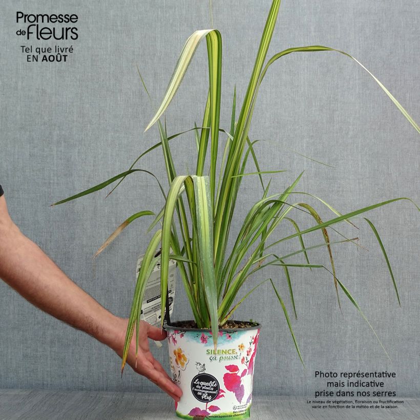 Amostra de Phormium tenax Apricot Queen Vaso de 3 L/4 L tal como entregue no verão