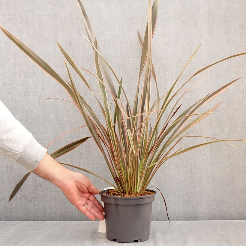 Amostra de Phormium tenax Flamingo Vaso de 3 L/4 L tal como entregue no outono