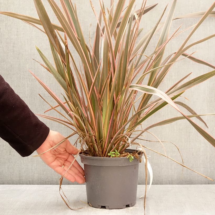 Amostra de Phormium tenax Flamingo Vaso de 3 L/4 L tal como entregue na primavera