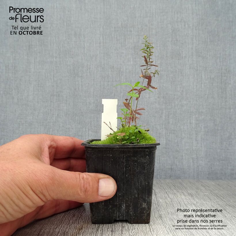 Amostra de Linaria purpurea Peachy Vaso de 8/9 cm tal como entregue no outono