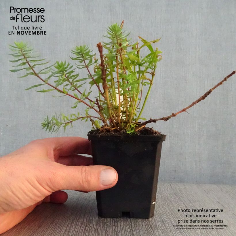 Amostra de Linaria purpurea Canon J. Went Vaso de 8/9 cm tal como entregue no outono