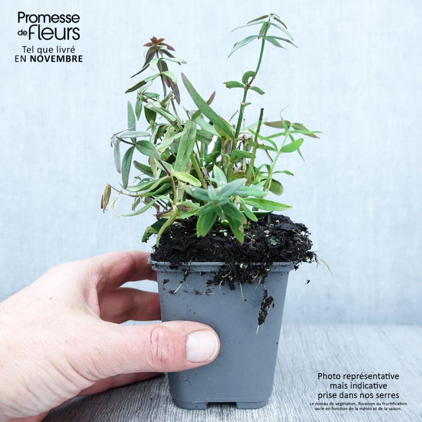Amostra de Linaria triornithophora Vaso de 8/9 cm tal como entregue no outono