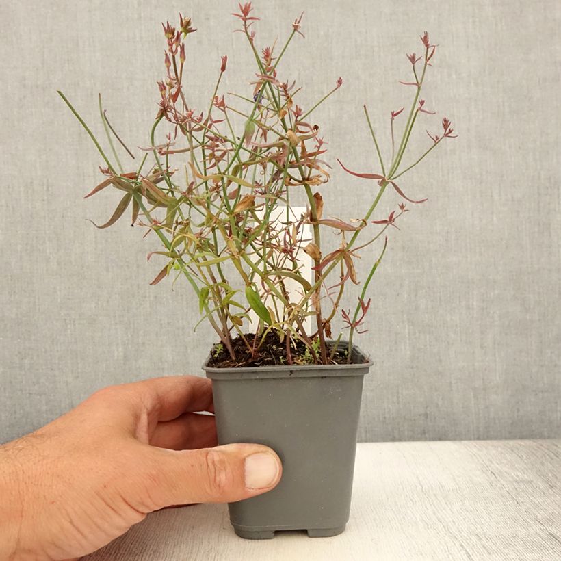 Amostra de Linaria triornithophora Vaso de 8/9 cm tal como entregue no verão