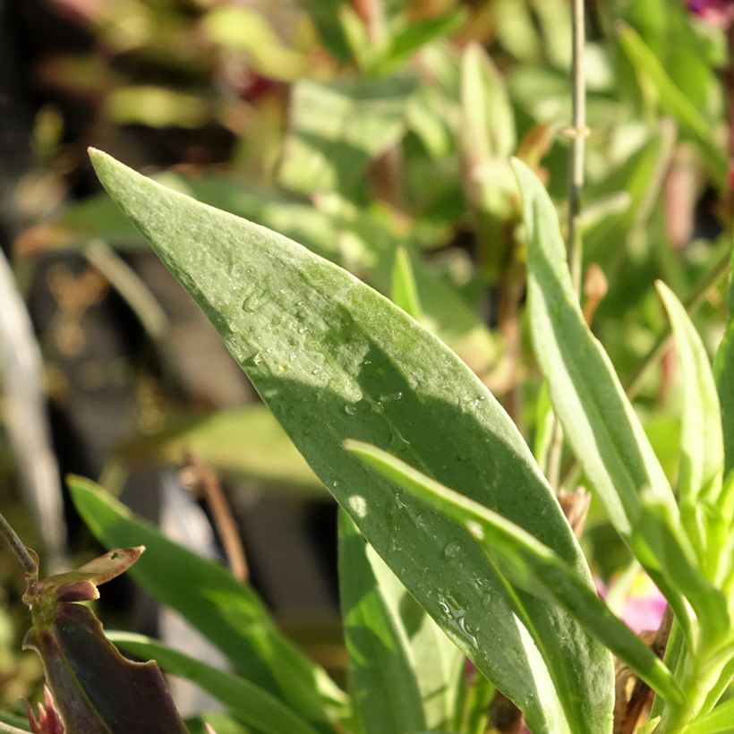 Linaria triornithophora (Folhagem)