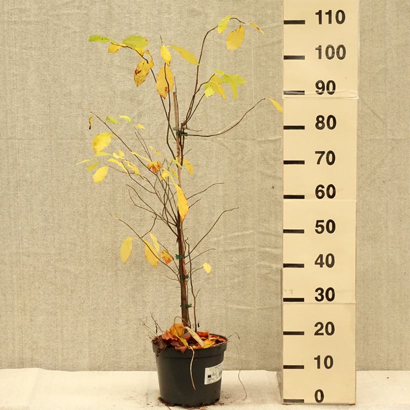 Amostra de Lindera benzoin Vaso de 4 L/5 L tal como entregue no outono