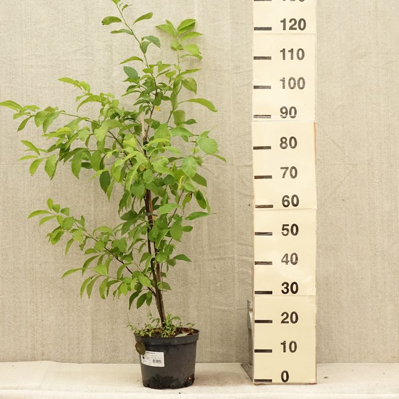 Amostra de Lindera benzoin Vaso de 4 L/5 L tal como entregue no verão