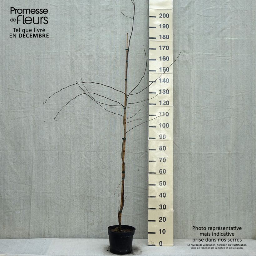 Amostra de Lindera benzoin - Laurier benzoin Vaso de 4 L/5 L tal como entregue no inverno