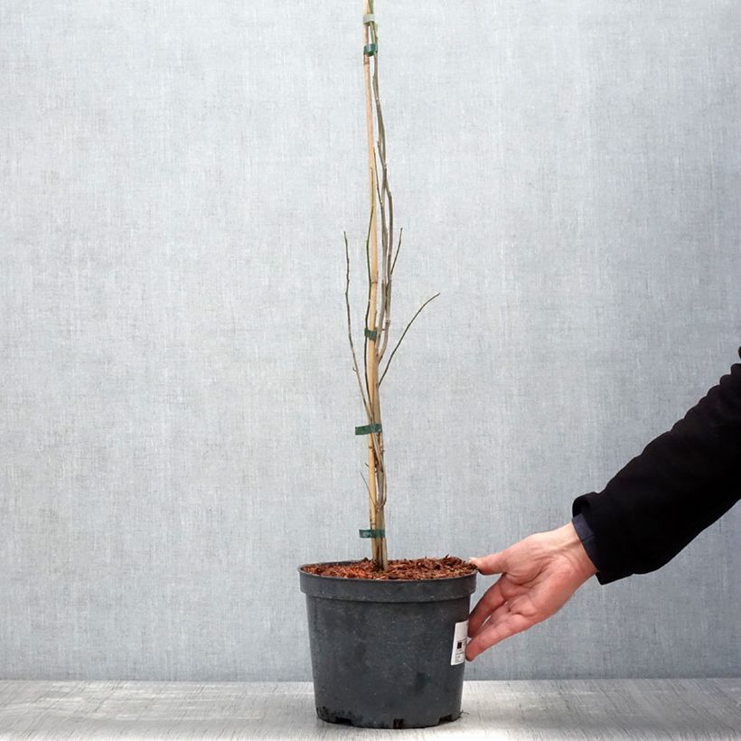 Amostra de Lindera benzoin Vaso de 4 L/5 L tal como entregue na primavera