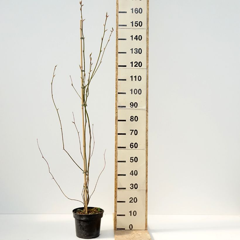 Amostra de Lindera obtusiloba Vaso de 4 L/5 L tal como entregue na primavera