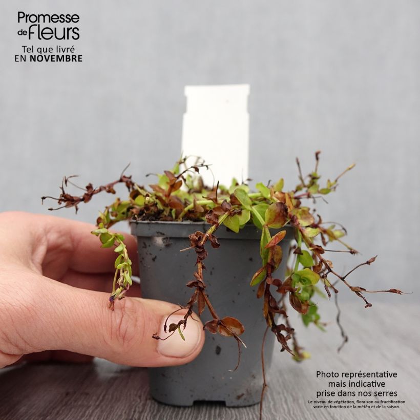 Amostra de Lindernia grandiflora Vaso de 8/9 cm tal como entregue no outono