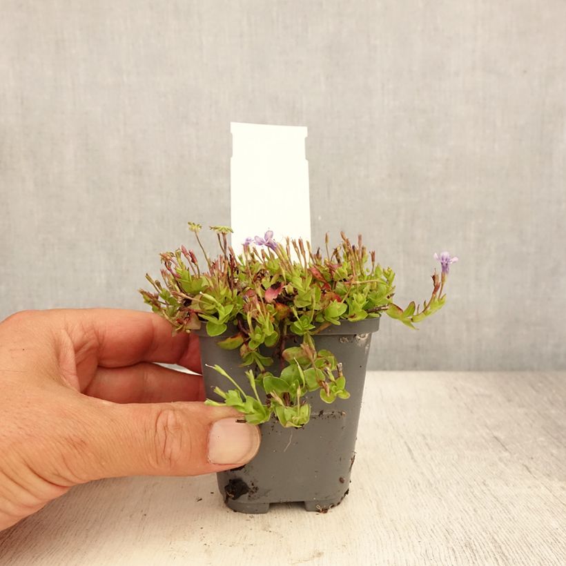 Amostra de Lindernia grandiflora Vaso de 8/9 cm tal como entregue no verão