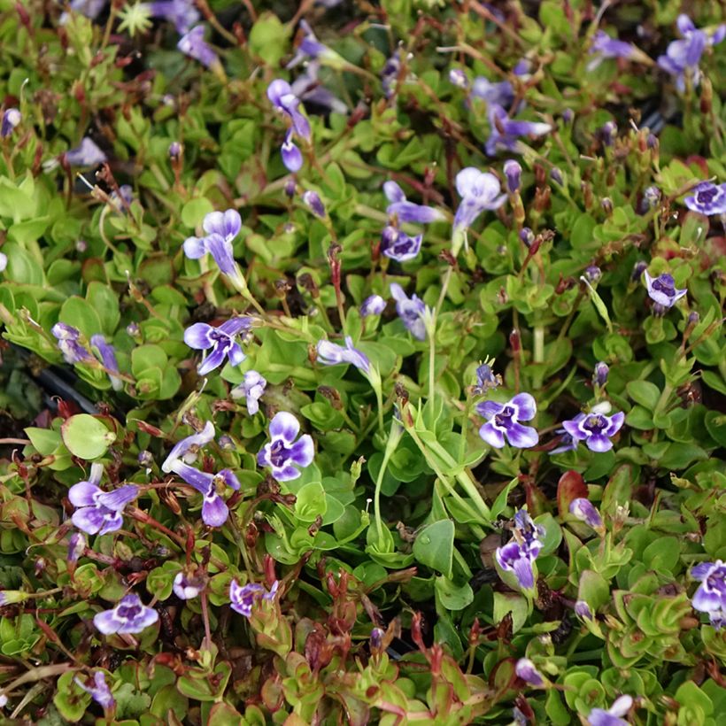 Lindernia grandiflora (Floração)