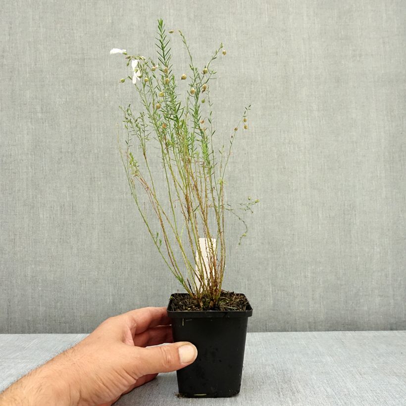 Amostra de Linum perenne Diamant - Linho-perene Vaso de 8/9 cm tal como entregue no verão