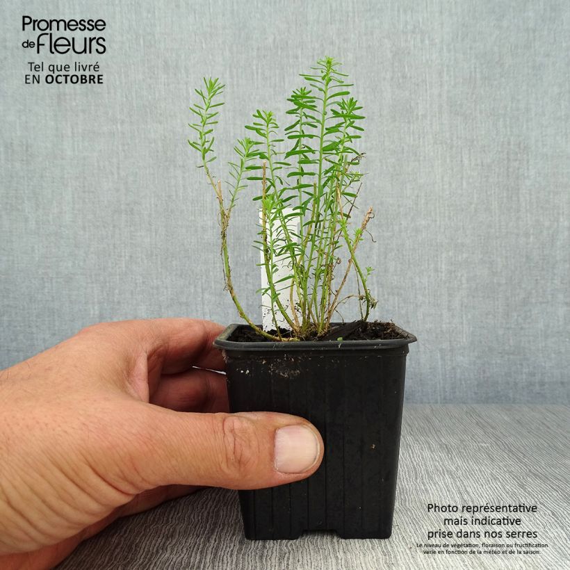 Amostra de Linum perenne Vaso de 7/8 cm tal como entregue no outono