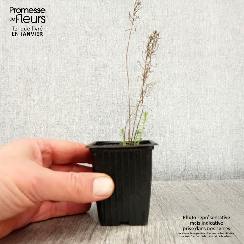 Amostra de Linum perenne Vaso de 7/8 cm tal como entregue no inverno