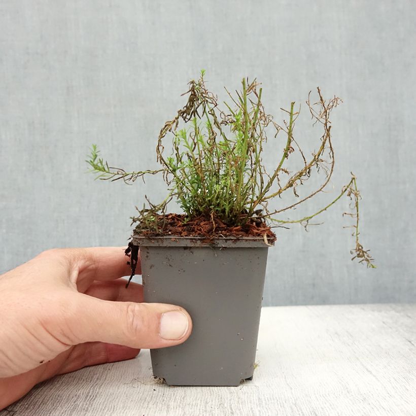 Amostra de Linum perenne Saphir Vaso de 8/9 cm tal como entregue no outono