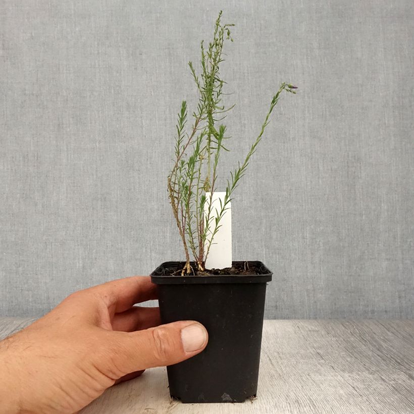 Amostra de Linum perenne Saphir Vaso de 8/9 cm tal como entregue no verão