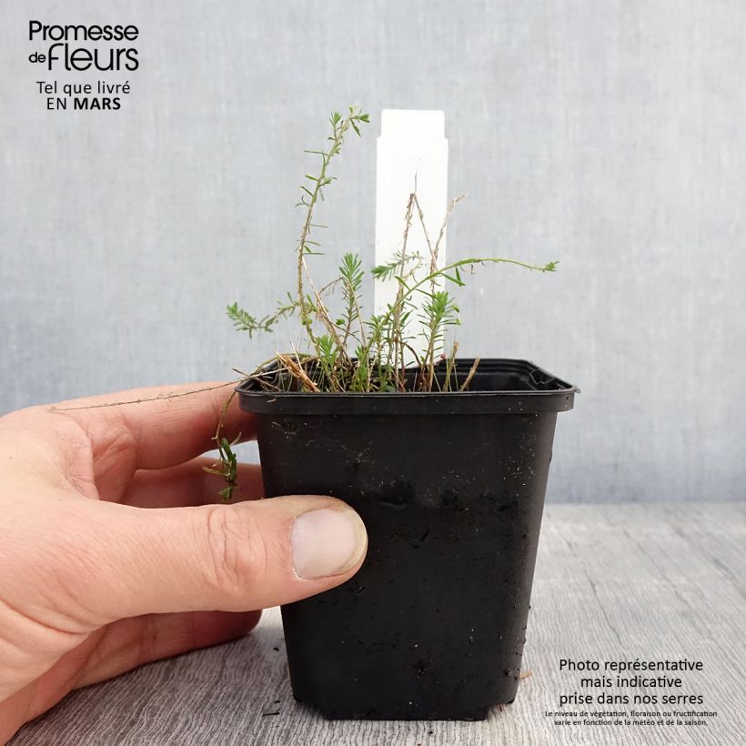 Amostra de Linum perenne Saphir Vaso de 8/9 cm tal como entregue na primavera