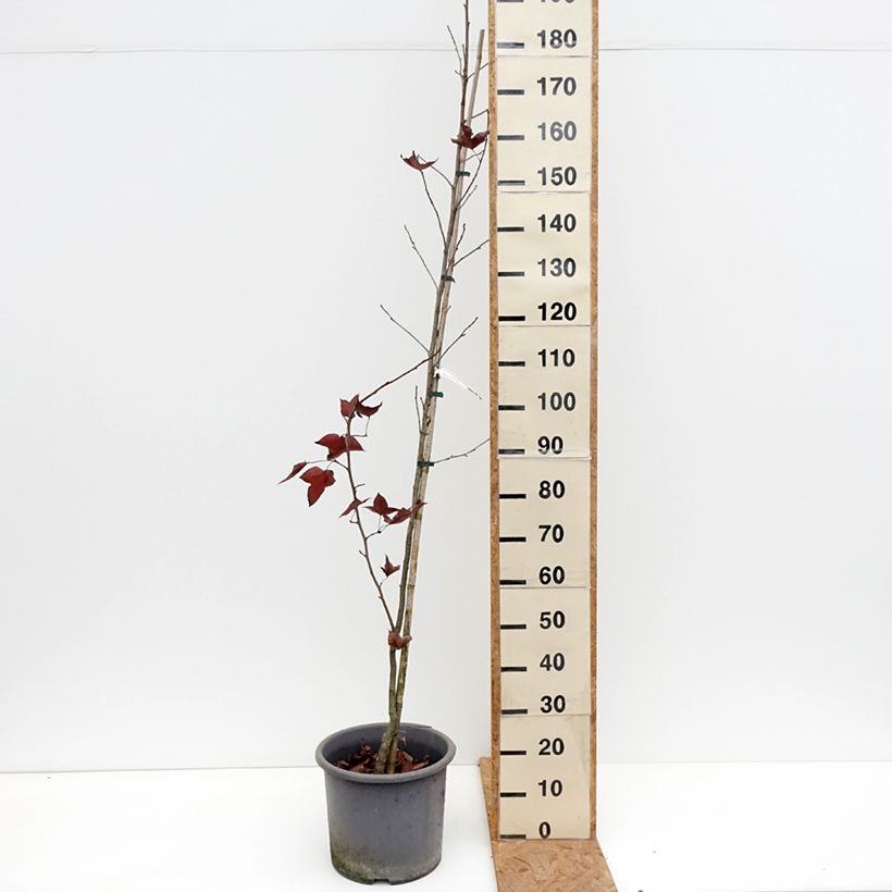 Amostra de Liquidambar formosana Vaso de 12 L/15 L tal como entregue no outono