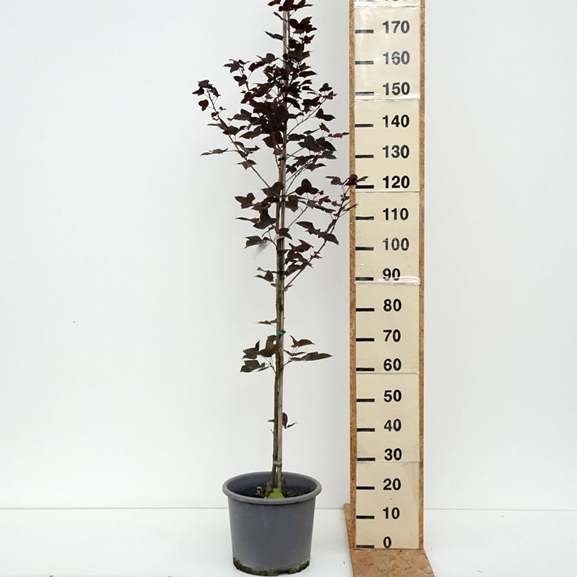 Amostra de Liquidambar formosana Vaso de 12 L/15 L tal como entregue no verão