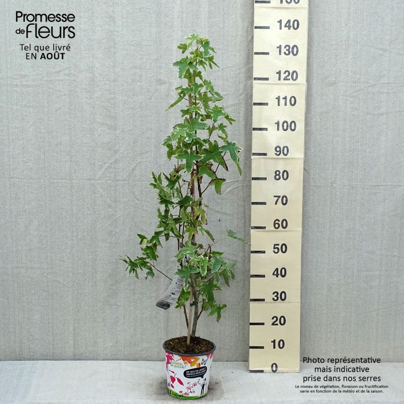 Amostra de Liquidâmbar styraciflua Albomarginata Manon Vaso de 4 L/5 L tal como entregue no verão