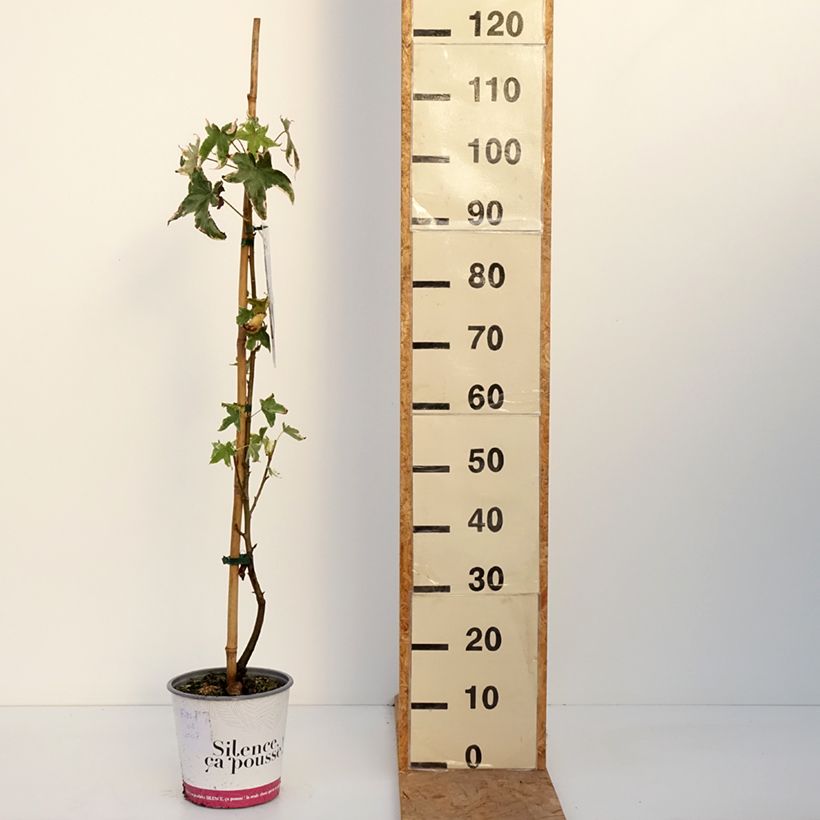 Amostra de Liquidâmbar styraciflua Albomarginata Manon Vaso de 4 L/5 L tal como entregue no outono