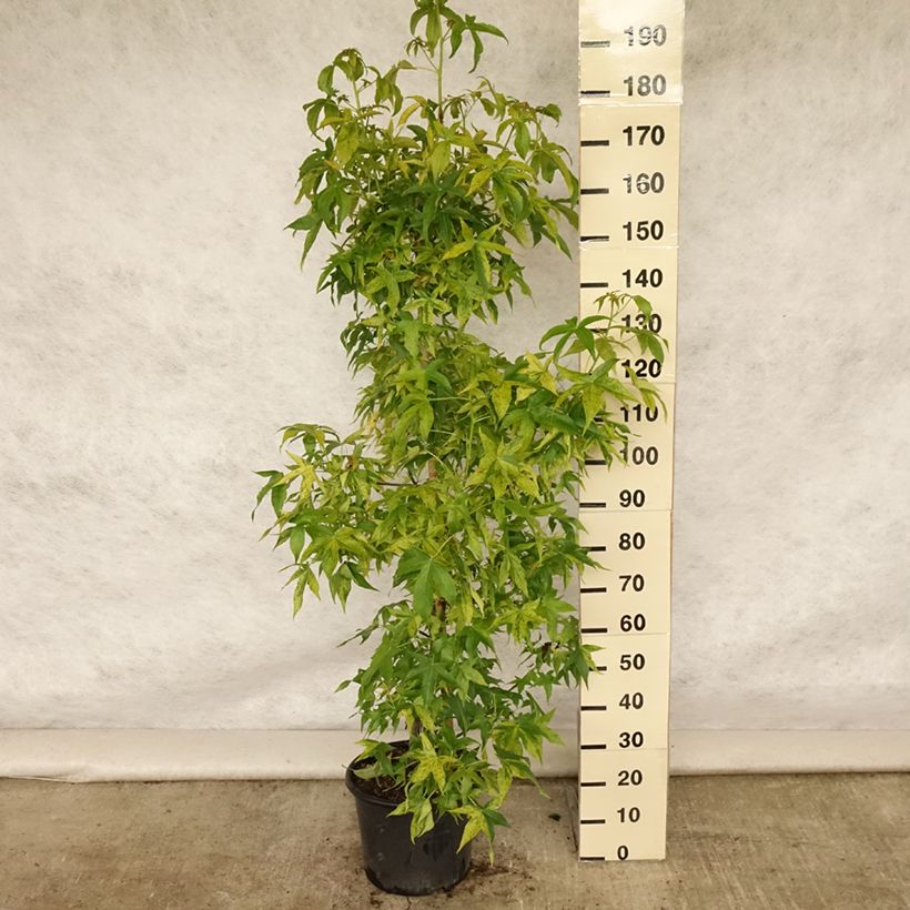 Amostra de Liquidâmbar styraciflua Aurea Vaso de 12 L/15 L, Brasão tal como entregue no verão