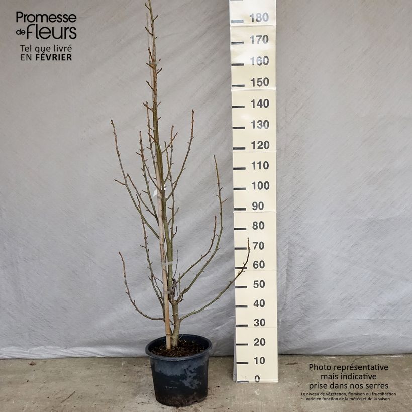 Amostra de Liquidambar styraciflua Aurea - Copalme d'Amérique Vaso de 12 L/15 L tal como entregue no inverno