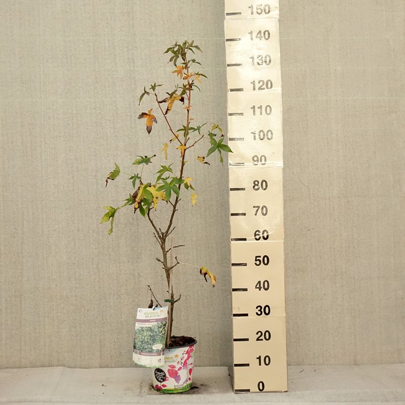 Amostra de Liquidâmbar styraciflua Aurea Vaso de 4 L/5 L tal como entregue no outono