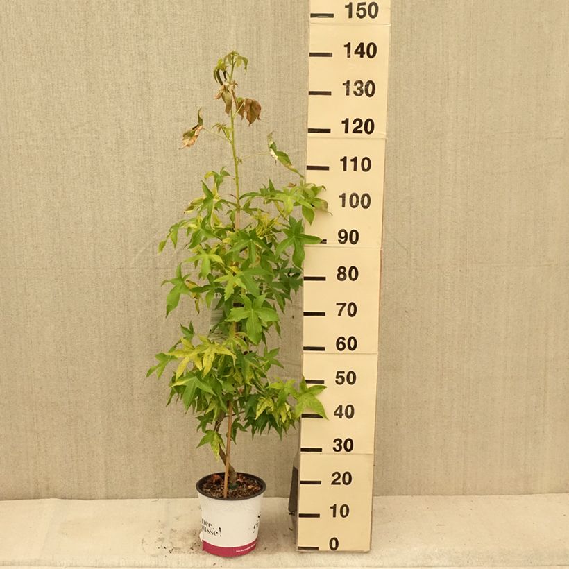 Amostra de Liquidâmbar styraciflua Aurea Vaso de 4 L/5 L tal como entregue no verão