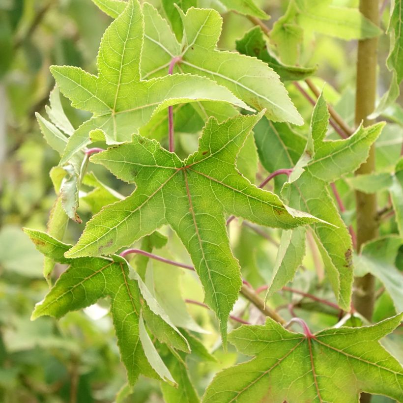 Liquidâmbar styraciflua Autumn Color Globe (Folhagem)