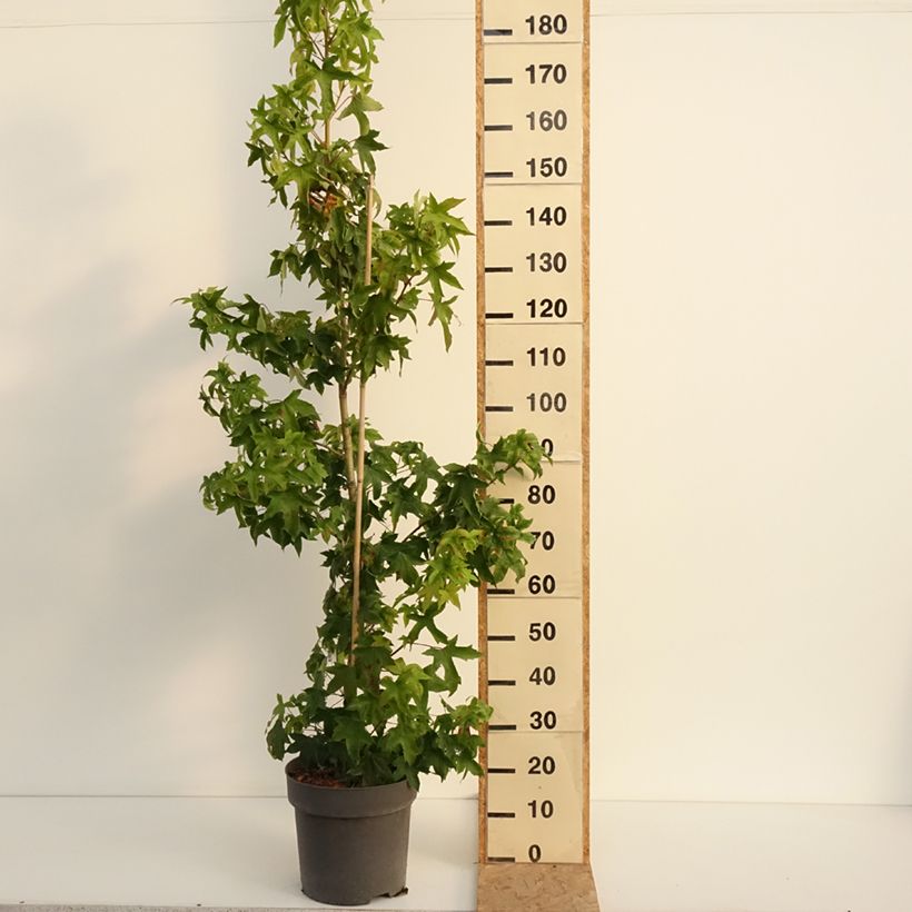 Amostra de Liquidambar styraciflua Autumn Color Globe - Copalme d'Amérique Vaso de 6 L/7 L tal como entregue no verão