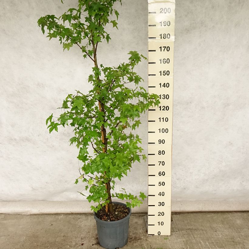 Amostra de Liquidambar styraciflua Vaso de 7,5 L/10 L tal como entregue no verão