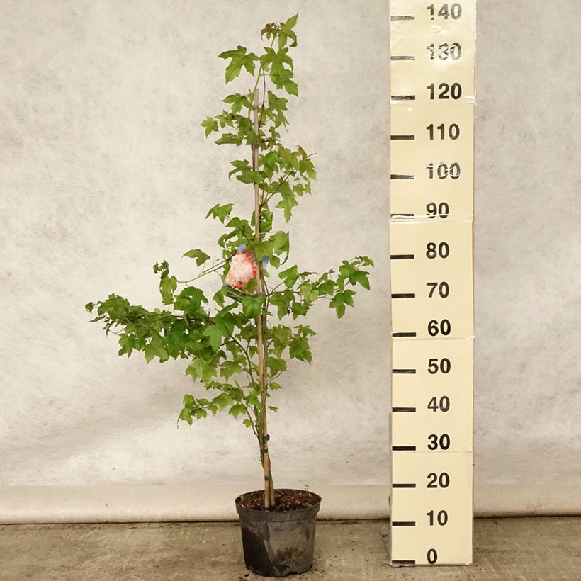 Amostra de Liquidambar styraciflua Vaso de 3 L/4 L tal como entregue no verão