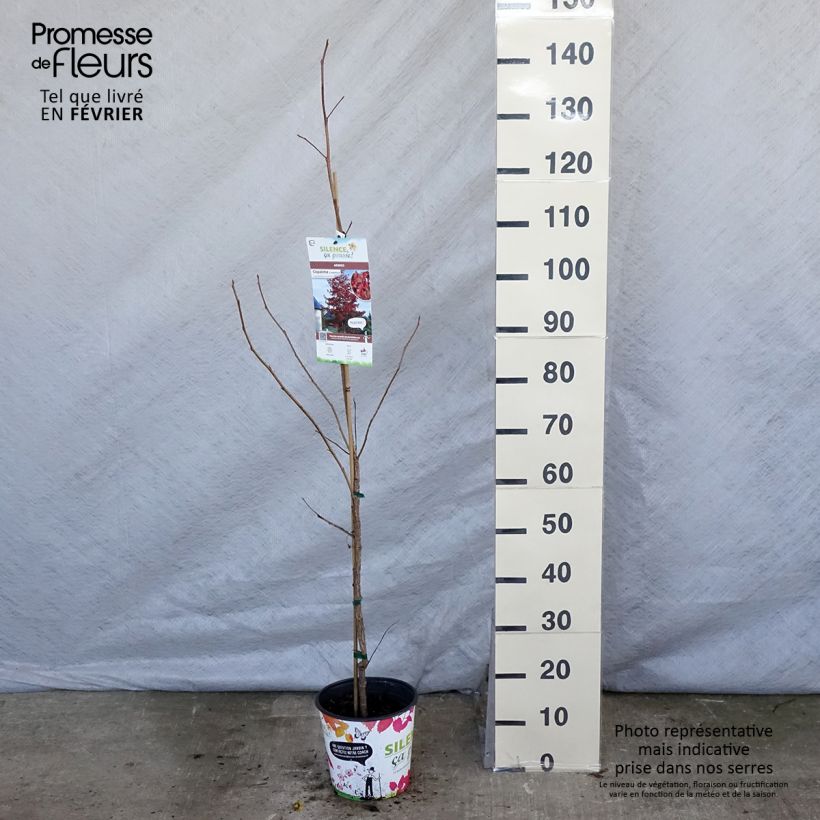 Amostra de Liquidambar styraciflua Vaso de 3 L/4 L tal como entregue no inverno
