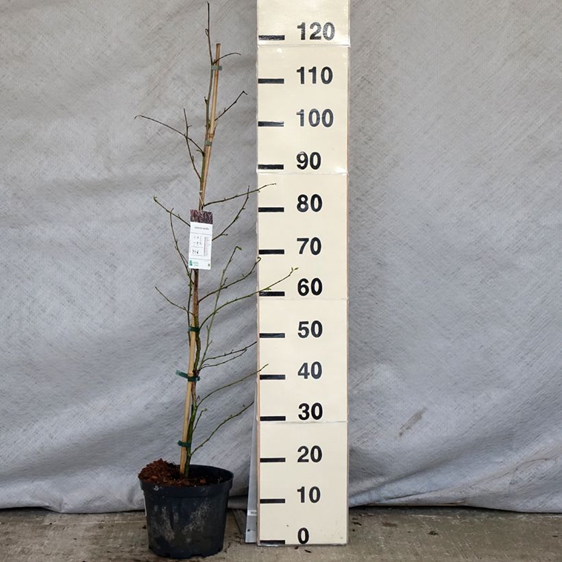 Amostra de Liquidambar styraciflua Vaso de 3 L/4 L tal como entregue na primavera