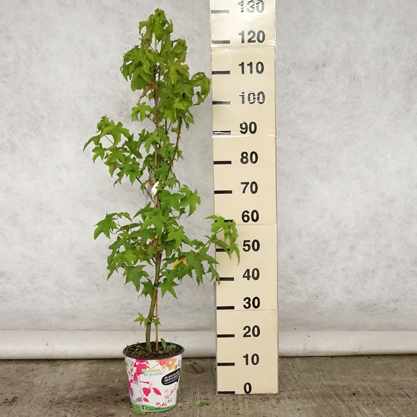 Amostra de Liquidambar styraciflua Lane Roberts - Copalme d'Amérique Pot de 2L/3L tal como entregue no verão