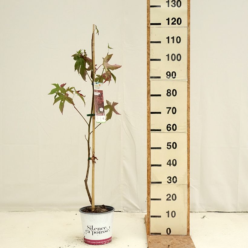 Amostra de Liquidâmbar styraciflua Lane Roberts Vaso de 2 L/3 L tal como entregue no outono