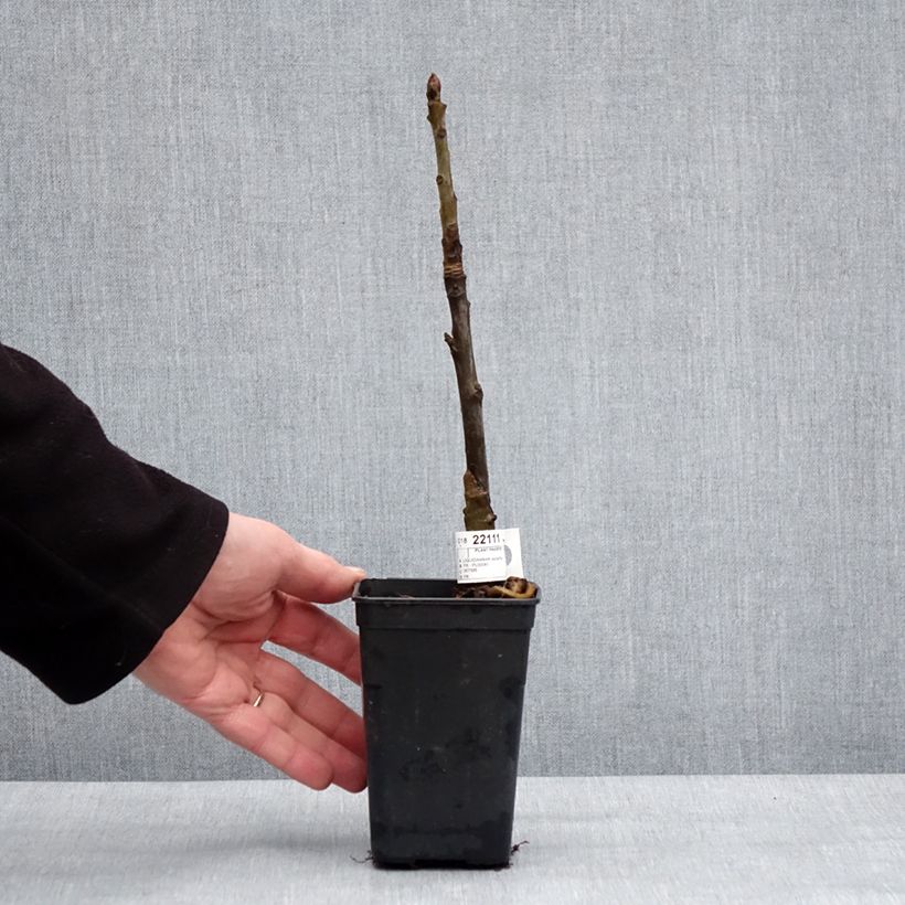 Amostra de Liquidâmbar styraciflua Oakville Highlight Vaso de 1 L/1,5 L tal como entregue no inverno