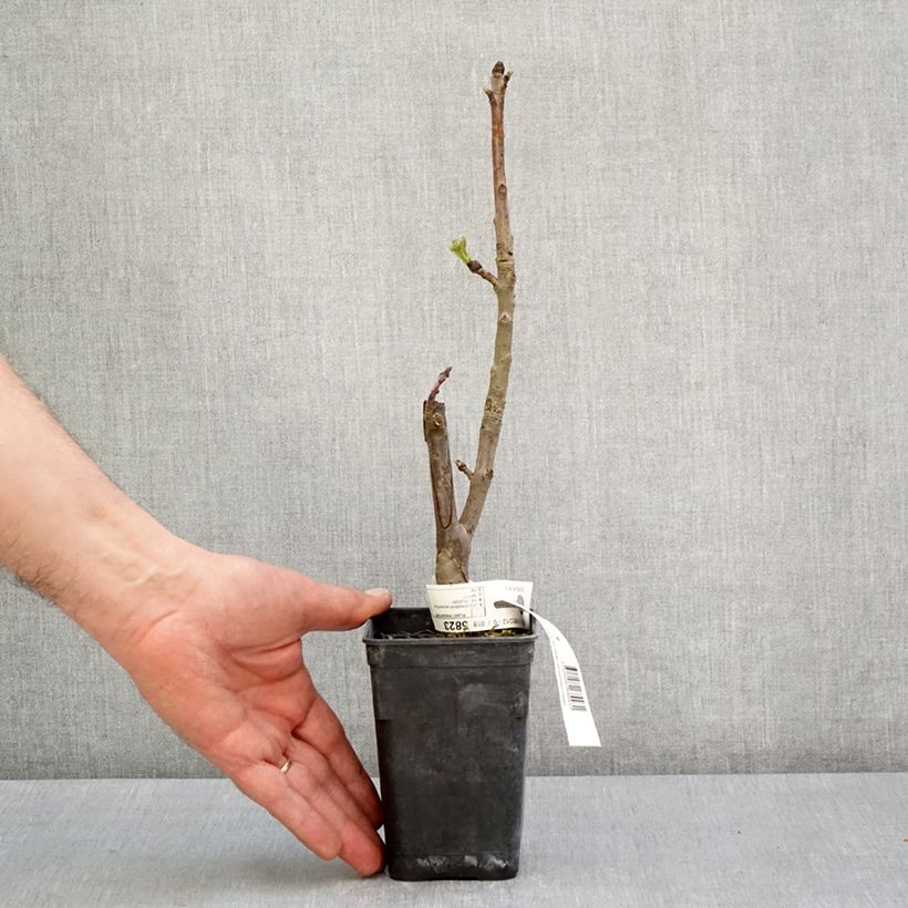 Amostra de Liquidâmbar styraciflua Oakville Highlight Vaso de 1 L/1,5 L tal como entregue na primavera