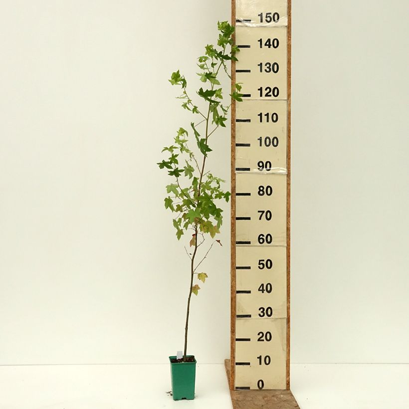 Amostra de Liquidambar styraciflua Vaso de 12 cm/13 cm tal como entregue no verão